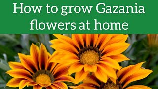 Gazania Flower Plant  How to grow and care Gazania plant  Gazania Propagation [upl. by Ravert190]