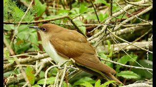 Cuckoos  Pat ONeil Video Bird IDs [upl. by Stu591]