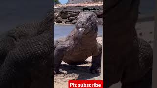 Komodo dragon eat electric eel short fishing [upl. by Kroy]