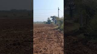 Wild deers group is being chased by dog ytshortsvideo shortsviral wildlife [upl. by Mont]