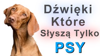 Dźwięki które słyszą tylko Psy [upl. by Faires]