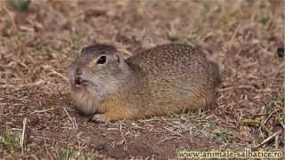 Popandau la vizuina  European ground squirrel Citellus citellus [upl. by Llennhoj]