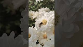 explore flowersfrommygardenماشاءالله honeybeesflowers 🌸viralshort [upl. by Okuy]