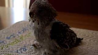 Baby Parakeet 4 weeks old [upl. by Sadie126]