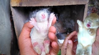 Rabbit Scream  Newborn baby rabbits sounds  Rabbit farming [upl. by Elbertina]