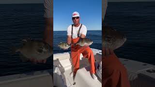 Grey Triggerfish  plus tautog and cod codfishing triggerfish tautog [upl. by Toogood419]