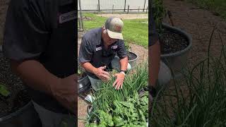 BUNCHING ONIONS The EASY Way To Grow Onions growyourownfood growhoss [upl. by Teyugn590]