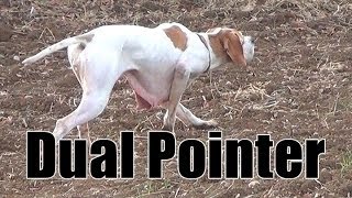 Keklik Avı Pointer Ferma Caccia Chasse Caza Hunting Videos [upl. by Adimra655]