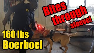 Boerboel Guard Dog Bites Through Sleeve in Protection Training [upl. by Uhile]