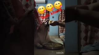 DogShortsvideos 🐶🐶🐶 doglover labrodar bobon🥰💕🥰 tasty khana 😋😋😋 lutero ka lutera 💕 [upl. by Dewhirst]