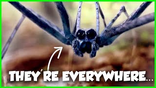 These Are The WEIRDEST Spiders in the US [upl. by Salem]