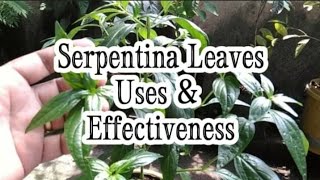 Serpentina Leaves  Uses  Benefits  Repotting Serpentina [upl. by Kcinimod]