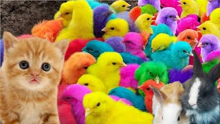 Menangkap ayam lucu ayam warna warni ayam rainbow bebek angsa ikan hias ikan cupang [upl. by Acilegna981]