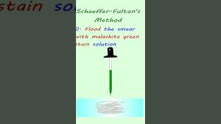 Endospore staining  Schaeffer fultons method [upl. by Tuchman]