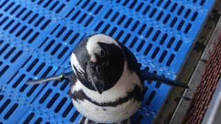 The Penguin Sanctuary In Gansbaai South Africa [upl. by Annoed776]