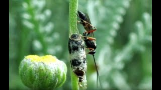 Hyposoter didymator parasitized caterpillars of Cucullia santolinae [upl. by Ainaznat892]