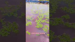 Azolla plant farming ☘️🌱 organic organicfarming azollafarming minisovlog youtube [upl. by Asit21]