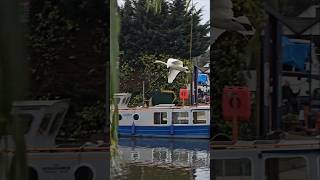 Swan flying in and landing on water [upl. by Buckler]