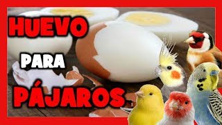 Por esto 😱 debes darle HUEVO a tus PAJAROS 🐦 HUEVO DURO para CRIAR CANARIOS y AVES EXOTICAS [upl. by Domeniga]