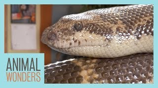 The Difference Between Legless Lizards and Snakes [upl. by Eittam]