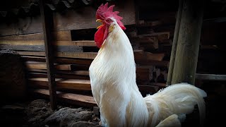 White Leghorn rooster crowing in the morning  Rooster Sound [upl. by Gil]