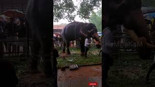 🔥മച്ചാട് ഗോപാലൻ thrissur elephant shorts machadgopalan aanayoottu 2k24 [upl. by Yrocaj211]