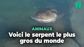 En Amazonie il y a une nouvelle espèce d’anacondas mais ils ne sont pas moins effrayants [upl. by Anna-Diana]