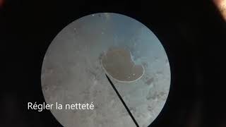 Observation des bactéries du yaourt colorées au bleu de méthylène au microscope optique [upl. by Nnylimaj248]