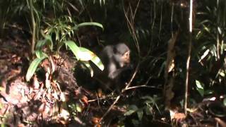 An adult female sooty mangabey Cercocebus atys consuming a Sacoglottis gabonensis seed [upl. by Darn]