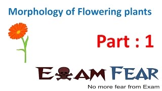 Biology Morphology of Flowering Plants part 1 Introduction CBSE class 11 XI [upl. by Nabois]