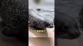 这些动物的叫声你听过吗动物叫声 Have you heard the sounds of these animals 大熊猫 土拨鼠叫声 动物的声音 动物知识 [upl. by Flemings492]