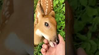 A forest ranger encountered a little deer animals fishponds cuttingdowntrees [upl. by Ecerahs]