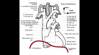 APPAREIL CARDIOVASCULAIRE 1 [upl. by Paine]