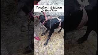 Symptoms of tetanus l dr Umar khan [upl. by Idnal112]