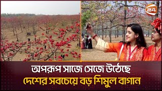 পুরো এলাকা ছেয়ে আছে লাল শিমুলে প্রকৃতি প্রেমীদের পদচারণায় মুখর শিমুল বাগান  Bosonto  Channel 24 [upl. by Jayne]