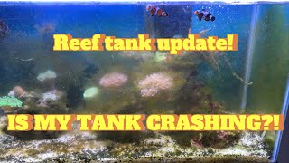 How to manually remove green hair algae REEF TANK UPDATE [upl. by Sylvester]