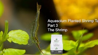 Aquasolum Freshwater Shrimp Aquarium Part 3 Fincasters Episode 114 [upl. by Hsaniva]