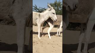 Donkeysback funnypetsshortsfeed [upl. by Cressler]