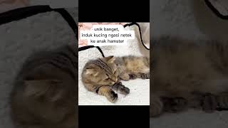 Kucing ngasi netek ke hamster cat cute catlover animals [upl. by Aneeuqal]