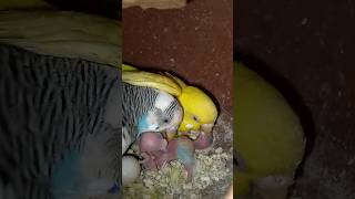 Viral birds video [upl. by Carling619]