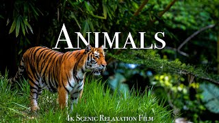 Animals Of The World 4K  Scenic Wildlife Film With Calming Music [upl. by Efioa305]