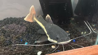 RedTail CatFish Update [upl. by Pittman]