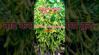 😍 Nad kara pan aamcha kuth 😍 royalशेतकरी attitude farming soyabean dj [upl. by Ahseiuqal130]