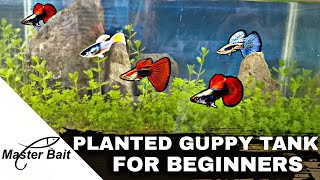 Guppy Planted Tank  Low Tech Setup for Beginners [upl. by Farrar]