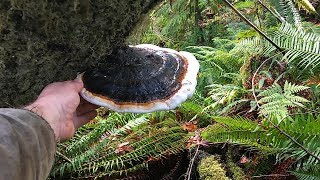 Reishi Mushroom And Red Belted Polypore Pacific Northwest [upl. by Castle377]