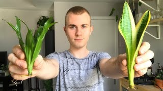 Salvaging Your Houseplants From Root Rot [upl. by Howe]