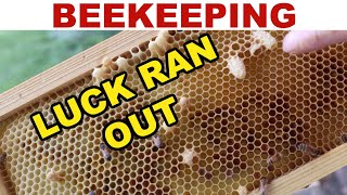 Beekeeping What To Do When Your Luck Runs Out [upl. by Schilling]