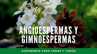 Angiospermas y Gimnospermas diferencias y características Agronomía para todas y todos [upl. by Namlak918]