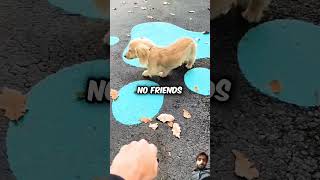 Dog Makes Friends At Daycare💖 puppy dog doglover shortvideo 10millionview [upl. by Claudius124]