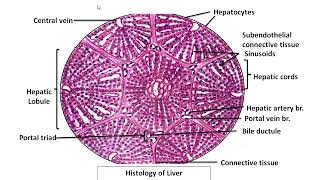 Histology of liver Hepatic Lobule Portal lobule Liver Acinus toxic injury ischemic injury liver [upl. by Eivi]